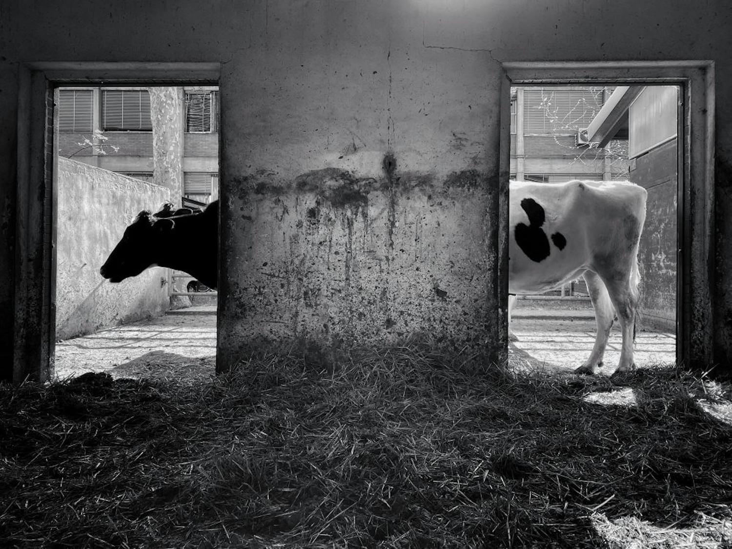 Cows Kyr i fjøs